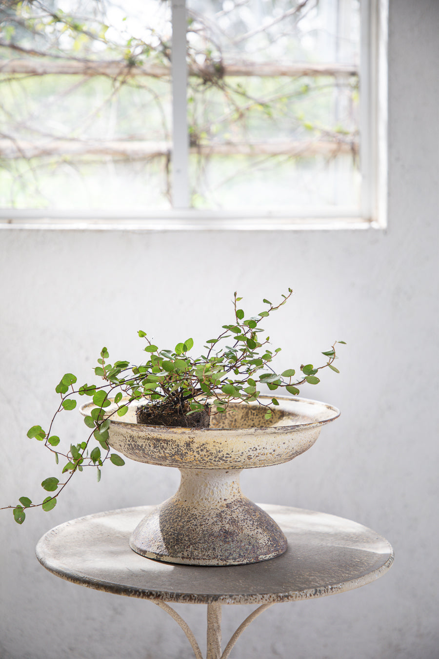 קערת פח עמוקה