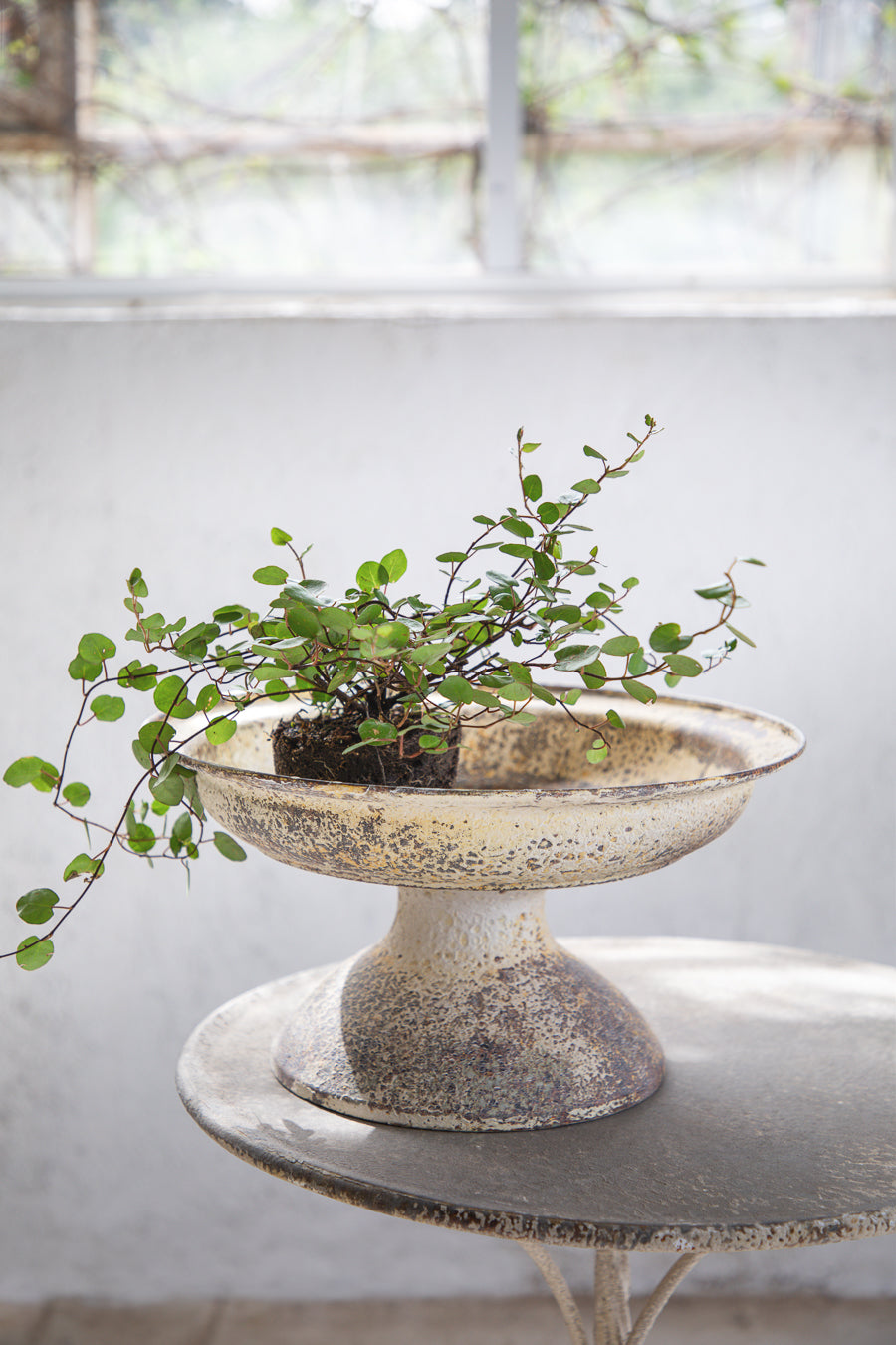 קערת פח עמוקה