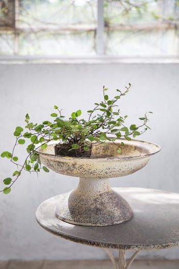 קערת פח עמוקה