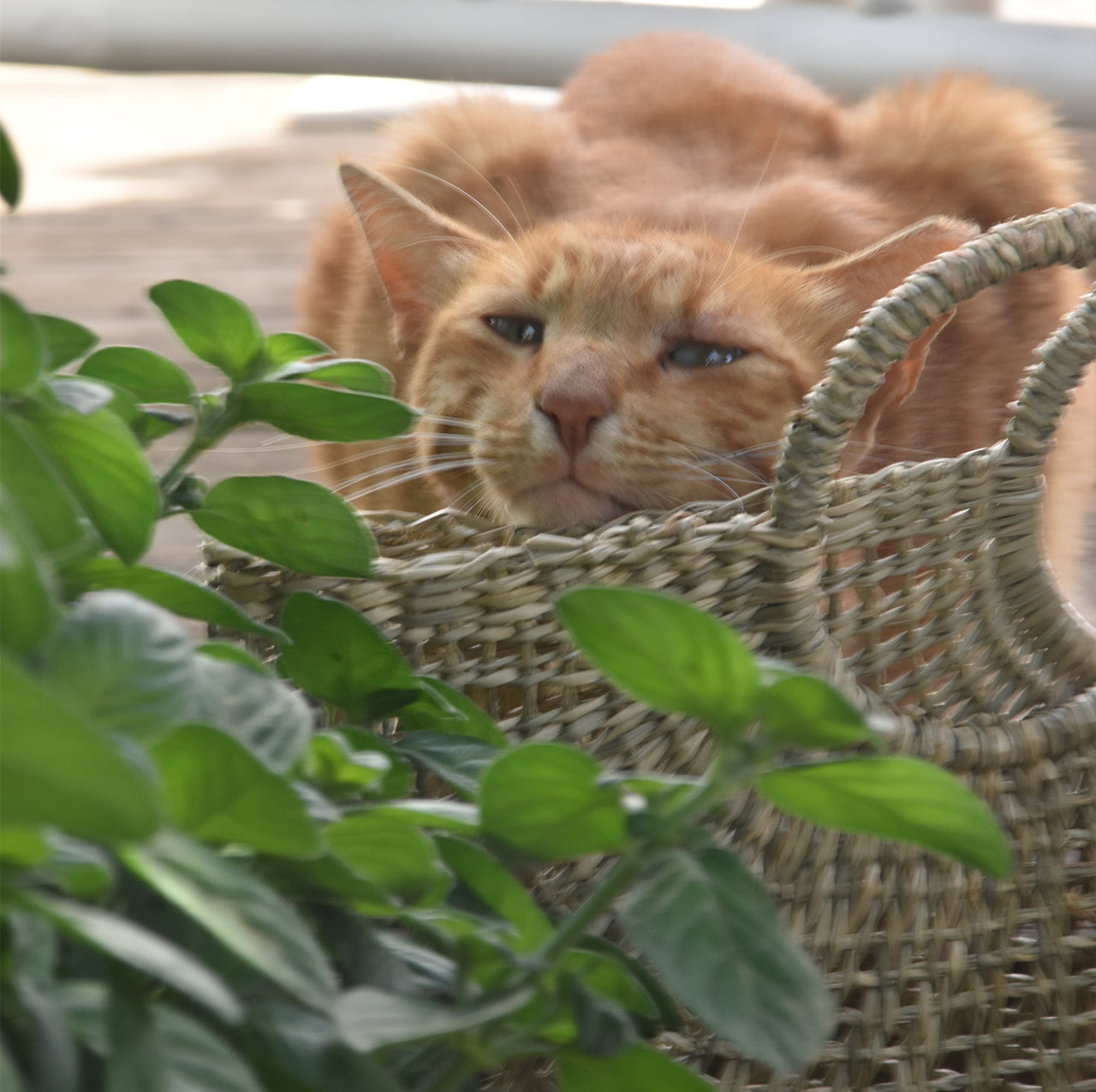 תיק עשב ים ידית עגולה